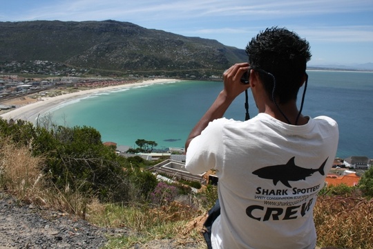 A shark spotter keeping a look out.